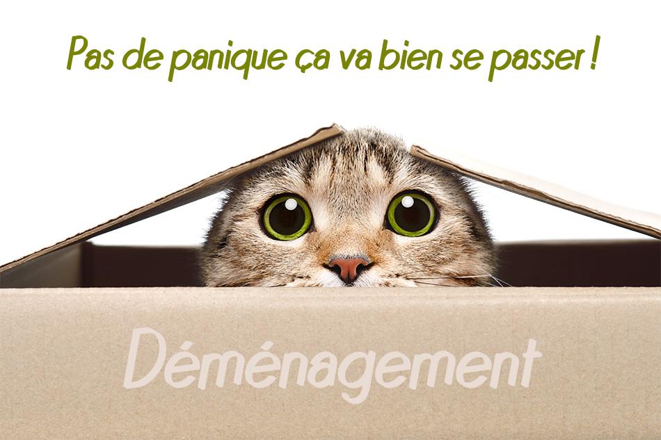 Demenagement